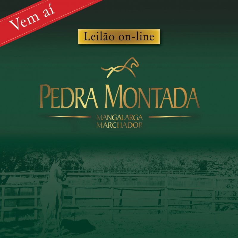 Consultoria de marketing para o Haras Pedra Montada